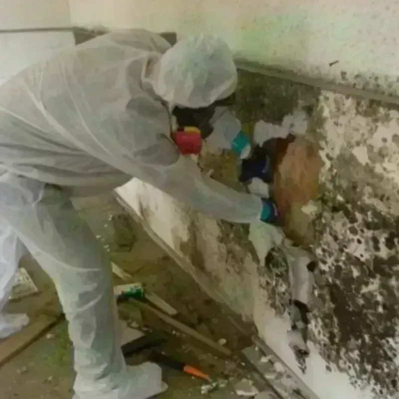 Mold Remediation and Removal in Young County, TX